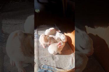 Newborn Bunny Takes Its First Steps!
