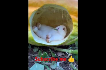Cute bunny #rabbit #viralvideo #cute #shorts #reels #like #subscribe