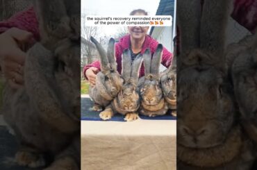 This lost baby rabbit followed a girl and then ...