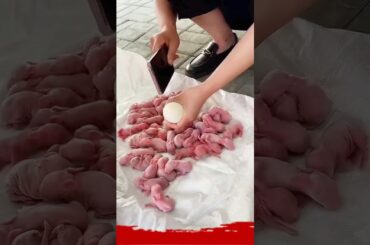 Rabbit growth - Cute Baby rabbits Grow Up #pets