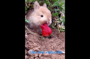 Bunny, rabbit #viralvideo #shorts #reels #viralshorts #rabbit #pets #animals #shortvideo #funny