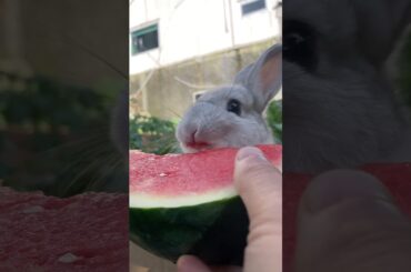 This cute bunny is trying watermelon for the first time #rabbit #bunny #cuteanimals #pets #cute