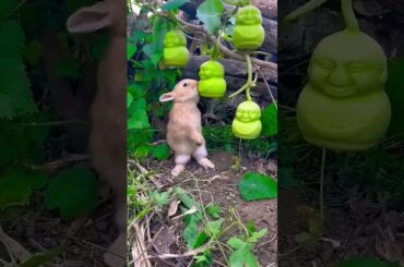 rabbit.... #petrabbit #cute #rabbit #houserabbit