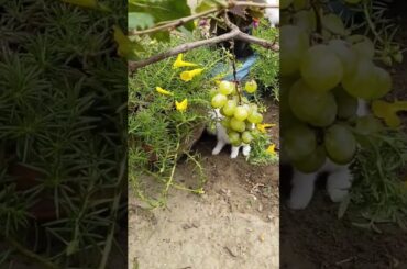 #shortfeed #rabbit #rabit #hindudeity #bunny #rabits #hindugod #cute #cuterabit #khatushyam