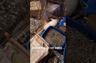 Sneaking up on sleeping bunny #bunny #animal #rabbit #pets #cutebunny #funnyanimals
