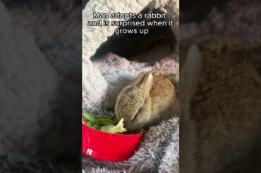 Man adopted a rabbit and is surprised when it grows up #animalshorts #shortvideo #animalrescue
