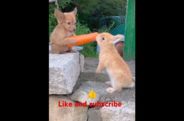 Bunny, Rabbit dog #shortvideo #shorts #viralvideo #viralshorts #rabbit #cute #animals #dog