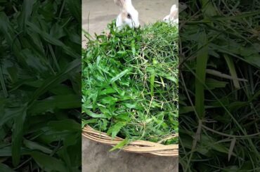 #cute #rabbit #shorts #shortvideo