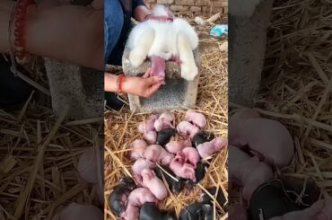 Cute bunny rabbit - Baby rabbits grow up [ 1 To 19 Days ] #pets