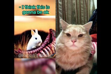 Cute rabbit saves poor little tiger #RabbitRescue #CuteAnimals #animalrescue