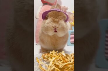 CUTE BUNNY EATS DRY HONEYSUCKLE#SHORTS
