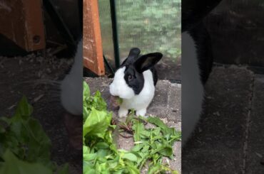 Cute Bunny Loves Dandelion #shorts #asmr #cute #bunny #rabbit