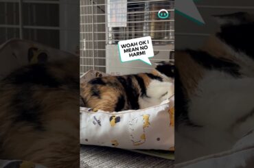 Rabbit Bullies Cat from Bed || ViralHog