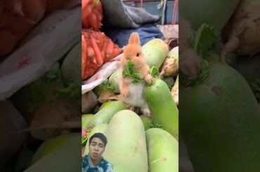 So cute bunny #rabbit #cute #petrabbit #bunny #pets #houserabbit #rabbitfood #pet