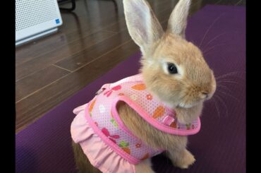 The Most Adorable baby bunny  on YouTube /Lele Bunny/