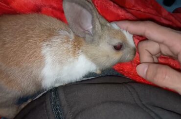 Naughty Baby Bunny Biting Dad's Finger He Thought It's A Carrot