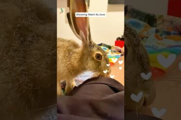 The otter brought its rabbit friend to humans for help