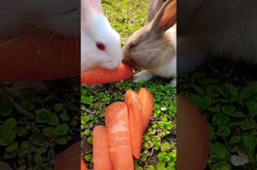 Eating carrot #bunnys #cute #rabbit #shorts
