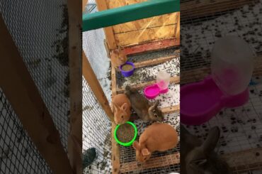 Baby Bunny Update 1/11/2025