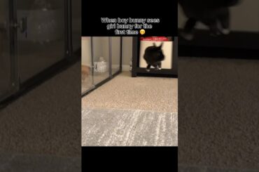 Bunny Binky #bunny #cuteanimals #petlover