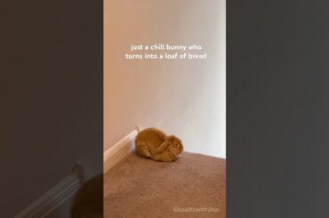 Bunny Turns Into Bread While Being a Chill Bun