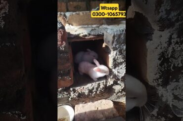 Baby bunnies escaping their nest #shorts #viral