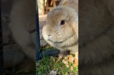 Cute Rabbit is ready to run short #shorts #cuteanimals #rabbit #cuterabbit #friend #pets #rabbitpet