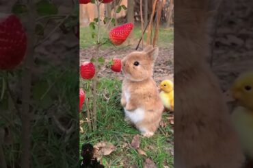 #animals #animaltransformation #cute #bunny #rabbit r #pets #pets #beautifulnature #naturevideo