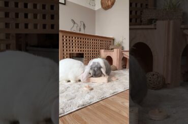Rabbit Wooden Puzzle Toy | Rabbit Enrichment #bunny #rabbitcare