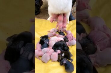 Rabbit growth #pets Cute Baby Rabbits Grow Up #animals #shorts