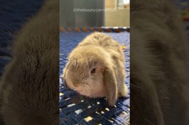 funny bunny movements #bunnyadventures #carrotlovers #rabbit #bunny #cutebunny