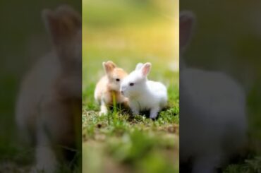 Cute rabbit baby are friends #shortpets #cuteanimals #rabbits #rabbitshorts #rabbitsound #babyrabbit
