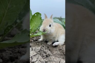 Cute rabbit bunny eating leaf #babybunny