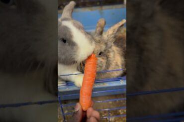 #cuteanimal #cutebunny #rabbit #houserabbit