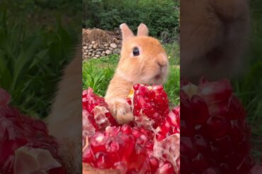 Cute Bunny Eats