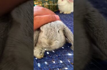 bunny adventure #rabbit  #bunnyadventures  #carrotlovers  #bunny #cutebunny #shorts