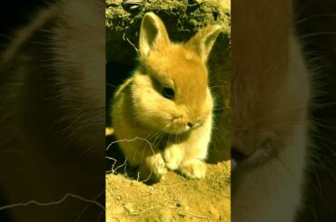Cute rabbit rubbing his face # 192