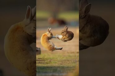 Cute rabbit baby short! #youtubeshorts #shortpets #shortpets #cuteanimal #pets #cute #rabbit #pets