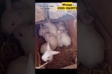 Funny baby bunnies, Nap time #shorts #viral
