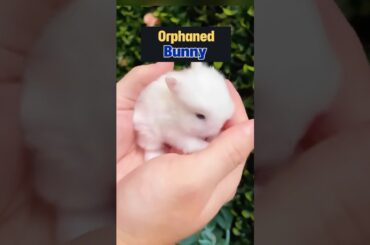 Orphaned Bunny's Journey to Motherhood #rabbit #animalrescue
