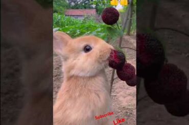 Cute Bunny, rabbit #viralvideo #shorts #reels #viralshorts #rabbit #pets #animals #shortvideo #funny