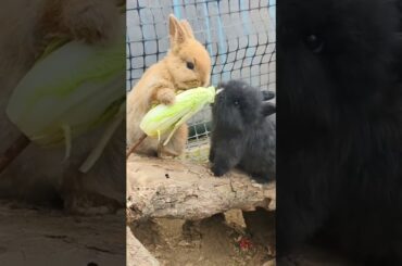 cute rabbits eating vegetables together #shortvideo #cute #rabbit #shorts