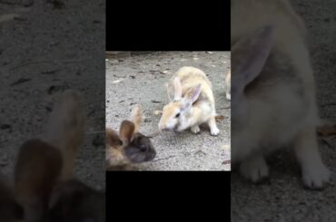 Super cute and adorable rabbit | Cute bunny