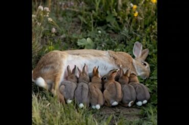 so cute rabbit bunnies sucking milk from mother|Cute mini rabbits