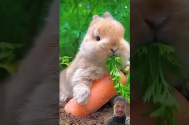 Cute bunny #rabbit #petbunny #bunny #rabbiteating #cute #bunnys #funny #littlebunny #animals