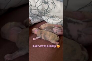 Bunny babies are just the cutest #homestead #microhomestead #babybunny #rexrabbit