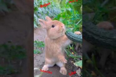 Cute Bunny, rabbit #viralvideo #shorts #reels #viralshorts #rabbit #pets #animals #shortvideo #funny