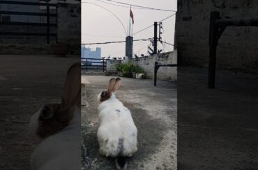 #song #arijitsingh #music #love #coversong #shortsfeed #bunnycomedy #animal #cute #rabbit