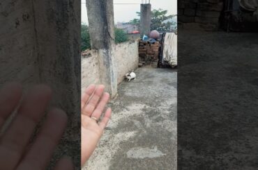 #love #punjabi #punjabisong #song #newsong #shortsfeed #bunnycomedy #animal #cute #rabbit