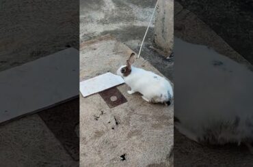 #funny #comedy #punjabi #love #shortsfeed #bunnycomedy #animal #vlog #cute #rabbit